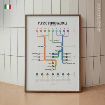 Mappa di Rete del Plesso Brachiale tavola anatomica per studi e cliniche Mappa di Rete del Plesso Brachiale tavola anatomica per studi e cliniche